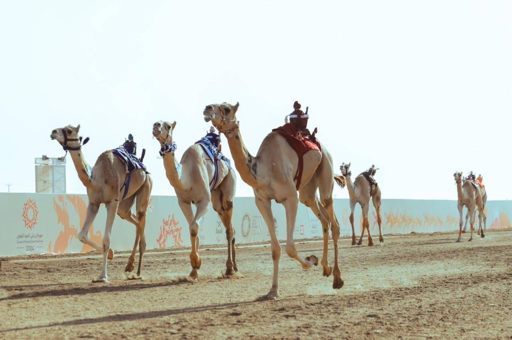 مطايا مشاركة بمهرجان الهجن الحالي.